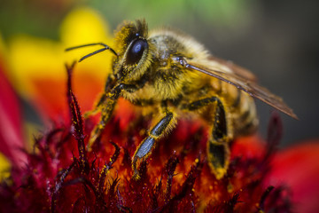 Bee on red flower