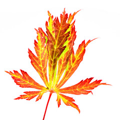 Isolated red leaf of a japanese maple tree