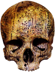 skull - covered with tree bark with worm holes