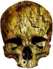 skull covered with weathered tree bark