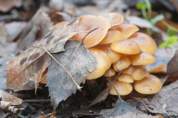 Flammulina velutipes mushrooms