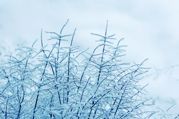 Snow covered plants. Hoarfrosted herbs