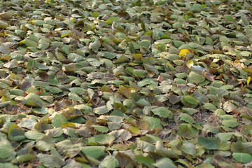poplar's fallen leaf, Autumn atmosphere, poplar groves, autumnal tints 