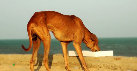 Hungry dog eating food, beach, India.
