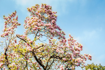 Magnolia Tree in Bloom, Natural Colorful Background