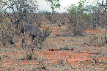 Waterbuck in the Savannah
