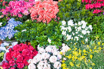 Obraz premium Bouquet of blooming red and white flowers, colorful background