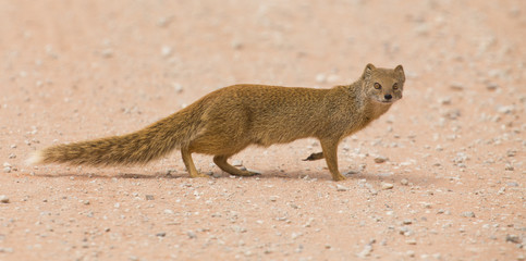 Yellow mongoose walking carefully over hot Kalahari sand