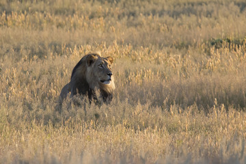 Lone lion male lay down to rest in Kalahari grass