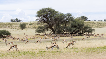 Large herd of springbok resting in the shade of  big camelthorn tree