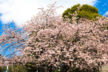 Cherry blossoms at Ueno Park