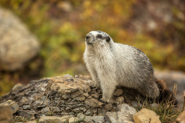 Hoary Marmot in the Fall