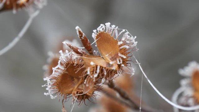 Gelo invernale brina sui rami degli alberi