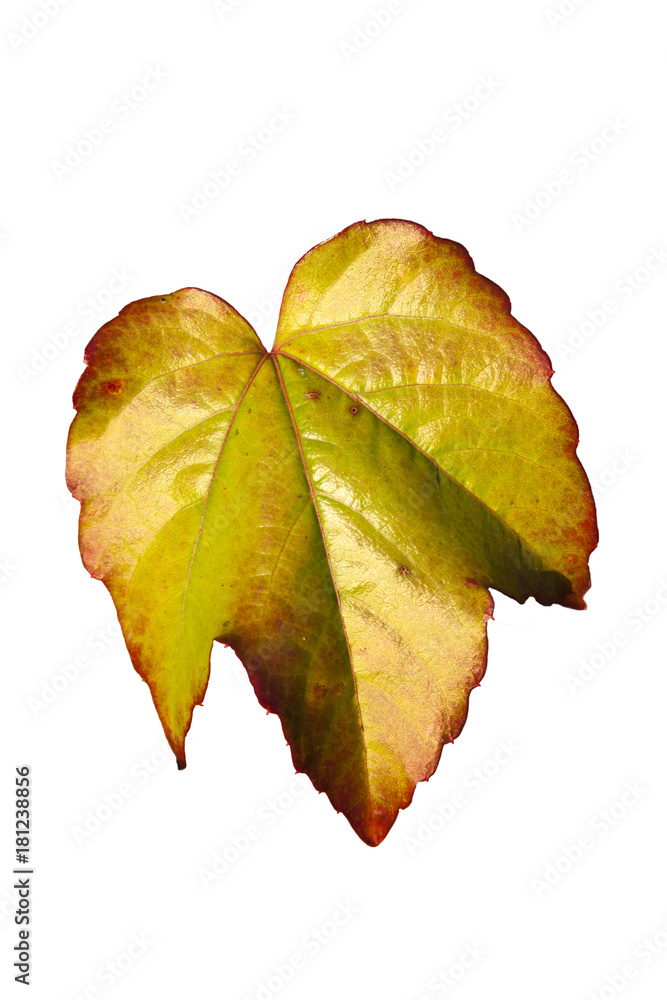 Canvas Prints vine leaf in autumn fall colour cut out and isolated on a white background