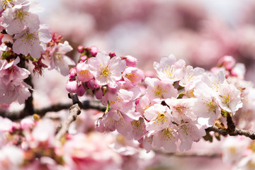 Cherry blossoms at Ueno Park