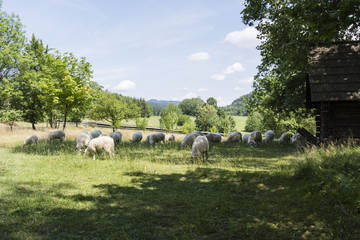 Grazing sheep on a meadow at a wooden stables.