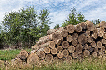 Big pile of tree trunks in the forest cut by woodman