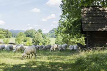 Obraz premium Grazing sheep on a meadow at a wooden stables.