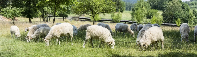 Crédence de cuisine en verre imprimé Moutons Le pâturage des moutons sur un pré avec une clôture en bois en arrière-plan.