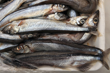Fresh-frozen capelin tray