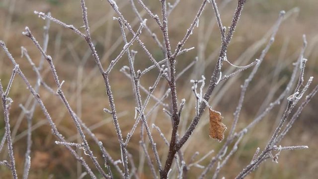 Gelo invernale brina sui rami degli alberi
