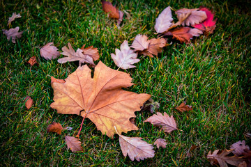 autumn leafage on grass