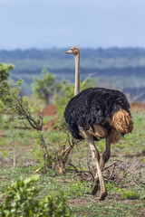 African Ostrich in Kruger National park, South Africa