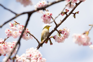 Cherry blossoms and Zosterops japonicus at Ueno Park