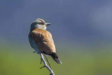European Roller in Kruger National park, South Africa