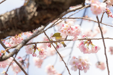 Cherry blossoms and Zosterops japonicus at Ueno Park