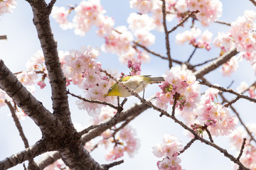 Cherry blossoms and Zosterops japonicus at Ueno Park