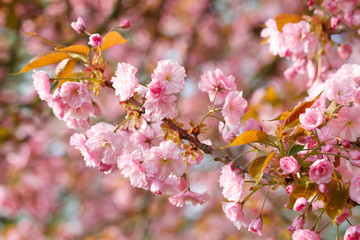 sakura flowers cherry blossoms
