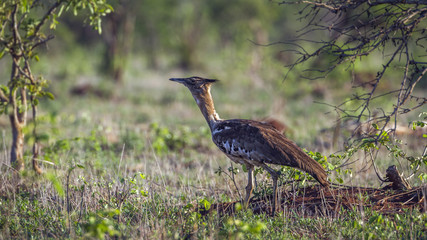 Kori bustard in Kruger National park, South Africa