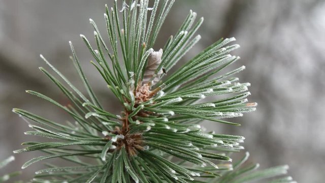 Inverno gelo brina