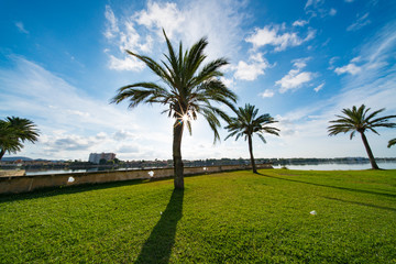 Fototapeta na wymiar Palm trees on a green meadow