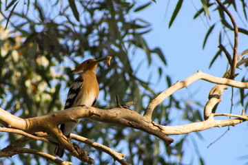 Hoopoe returning home with worm for offspring