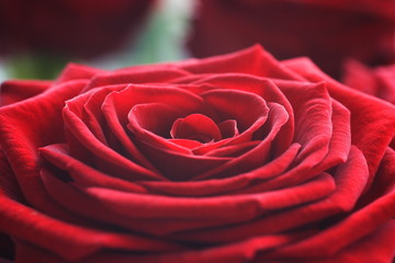 Naklejka premium Rosa rossa