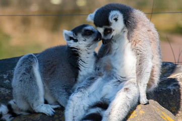 触れ合うワオキツネザル