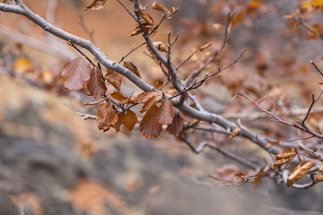 Beechwood Timparossa, Etna Park - Catania, Sicily