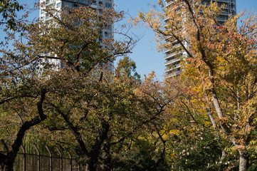 紅葉と２つのタワーマンション