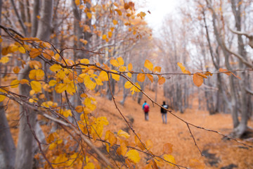 Beechwood Timparossa, Etna Park - Catania, Sicily