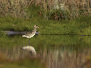 Black-tailed Godwit with Reflection Foraging on the Pond
