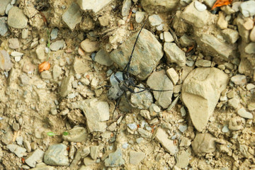 Morimus funereus on stones. Longhorn beetle. Big black bug on the stone