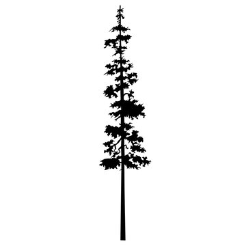Conifer fir tree black silhouette. Vector isolated silhouette of a coniferous tree. Can be used in design, illustration, tattoo.