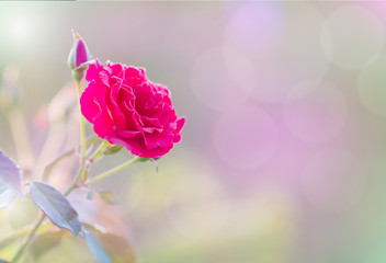 rose flower