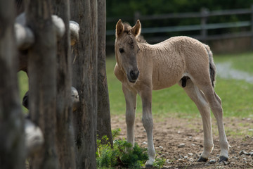 Wildlife photo - A herd of wild horses with a cub, Austria, Europe