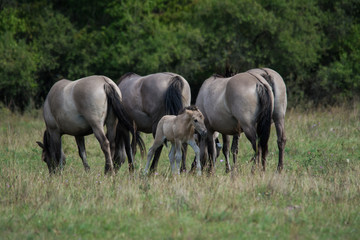 Fototapeta premium Wildlife photo - A herd of wild horses with a cub, Austria, Europe