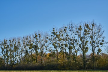 Mistletoe in trees 