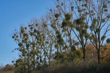 Mistletoe in trees 