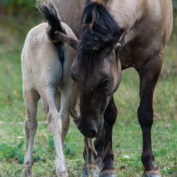 Wildlife photo - A herd of wild horses with a cub, Austria, Europe